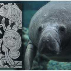 Glass-door-with-Manatees