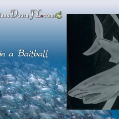 Safety-in-a-Baitball-shark-on-glass-door